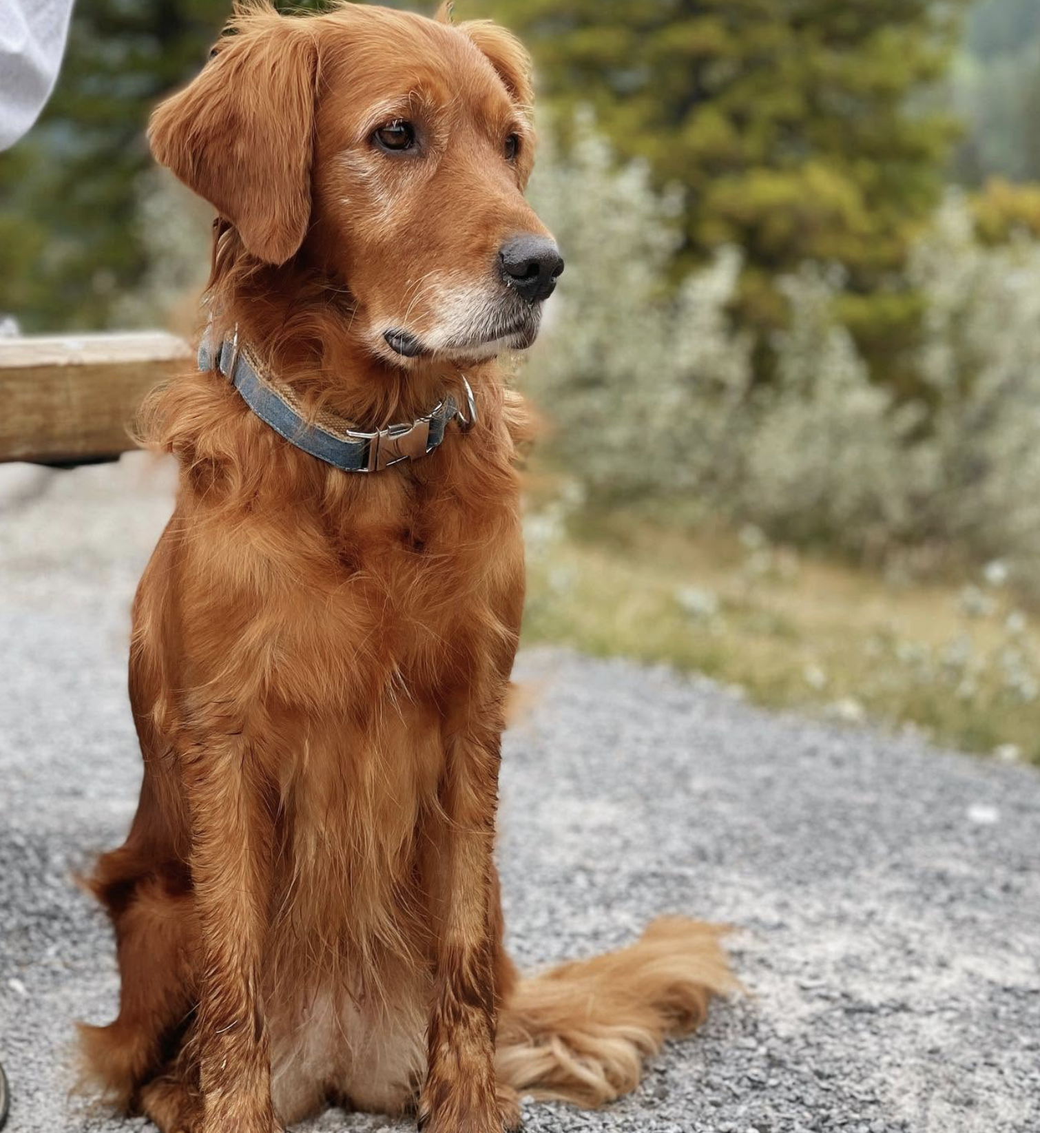 Emmy, Tess's golden retriever